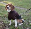 Fashion Plush Cotton Pet Hoodie Hooded Sweater